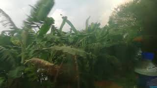 preview picture of video 'Padma Train and Greenery Bangladesh'