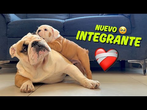 That's why he's called Rocket 🚀 His story with Danger in this family 🐾