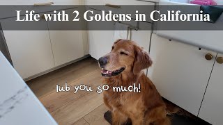 Stay at home dog mom vlog | making dog supplements, freezer restock, cooking, dog mukbang, date day