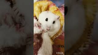 【天使美羽】のみーちゃω꒰ ՞•ﻌ•՞ ꒱❣️✨【ハムスター】