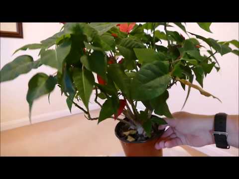 Cutting Back My Poinsettia