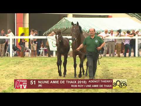 Show AQPS Ouest 2018 : Lot 51 N (UNE AMIE DE THAIX 2018)