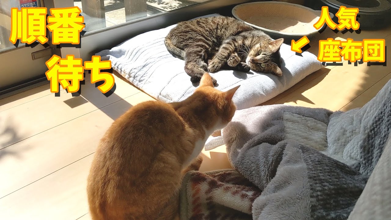 人気座布団の順番待ち（笑）【すずとコテツ】