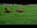 Mini Goldendoodle dogs for sale: Nutmeg - Video 1