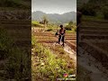 Jing Bha Briew