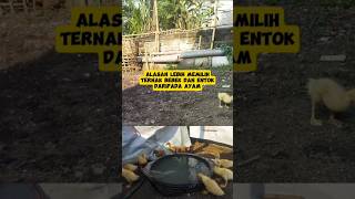 Download lagu Here's Why You Should Choose Muscovy Ducks Over Chickens mp3