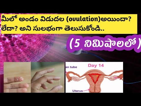 Few major sign and symptoms of ovulation in Telugu/అండం విడుదలై లక్షణాలు..