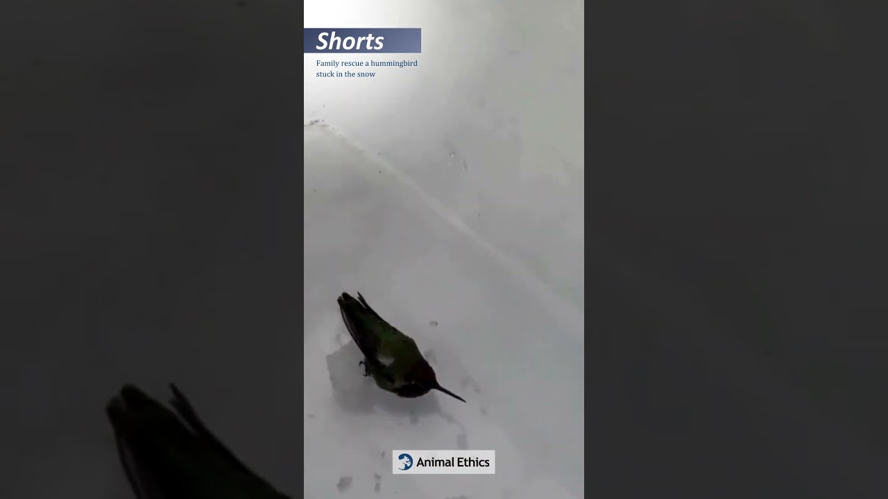 Family rescue a hummingbird