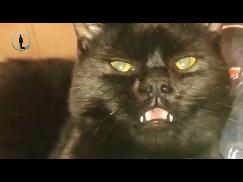 November Most Fun Talking Cat Videos 🐈 Funny Cat 2018 #bluesky