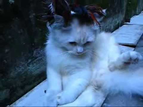 Lovely Cats ~ Musical Kitten ( Classic Version )