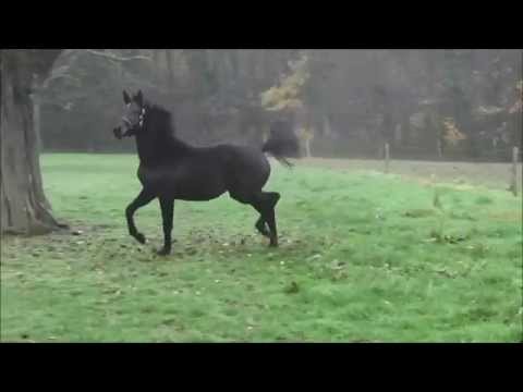 TopKadence du Neuhof - Tailormade Temptation X L'Espoir X Rubinstein