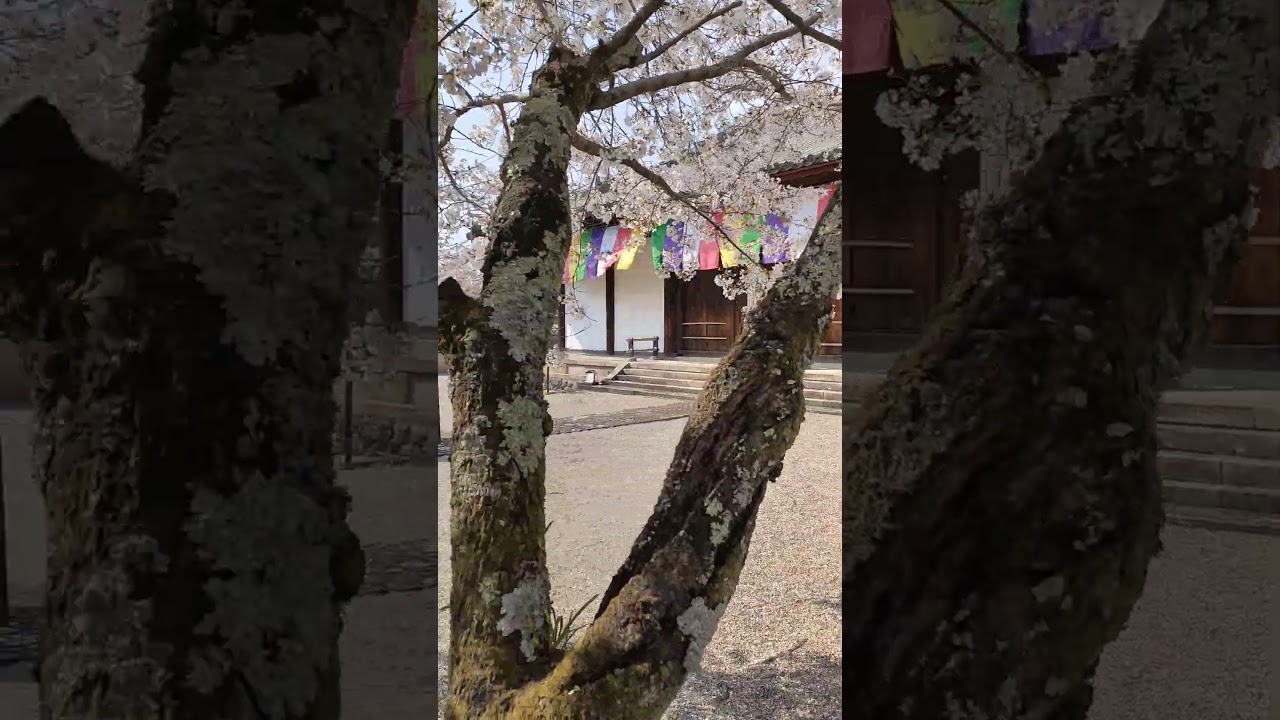 YouTube Short thumbnail