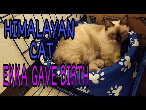 HIMALAYAN CAT EKKA GAVE BIRTH / JOY AND THE CATS
