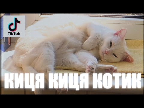 YOXDEN & VovKING - КИЦЯ КИЦЯ КОТИК