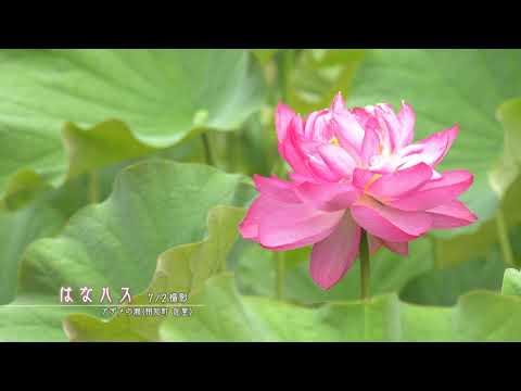 【佐賀県唐津市の風景：4K映像】はなハス [相知町佐里](令和3年7月2日撮影）