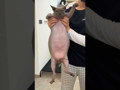 Hãy xem video này trước khi nuôi mèo không lông 😮