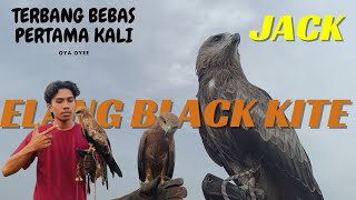 Download lagu how to train a SOARING eagle | first step to untie the rope to SOAR mp3