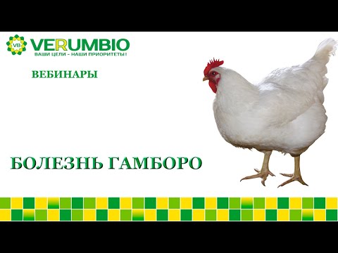 , title : 'Болезнь Гамборо/ИББ/Инфекционная бурсальная болезнь птиц