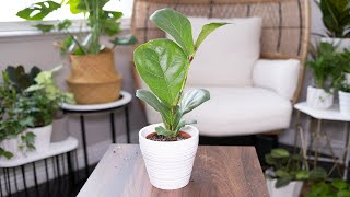 Fiddle Leaf Fig (Ficus Lyrata) Care & Growing Guide - Repotting - Plant Mom Care