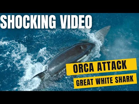 Shocking Video Shows Orca Defeats Great White Shark With One Blow#