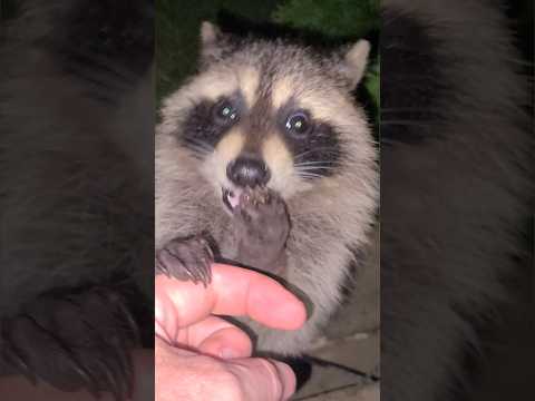 Do Raccoons Eat Spaghetti?!