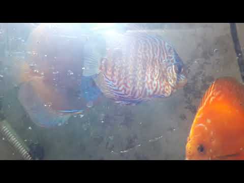 Discus fish aquarium tank