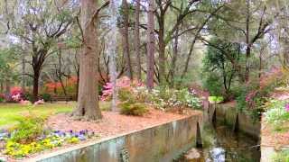preview picture of video 'Spring Blooms in Azalea Park, Summerville, South Carolina'