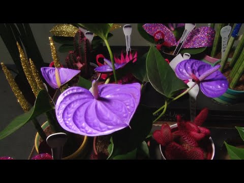 Sextou - Mesmo com pandemia, produtores lançam novidades de flores