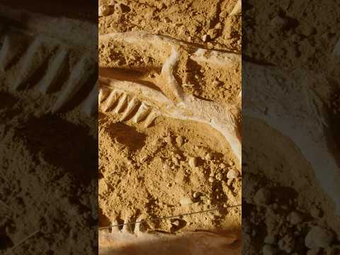 Dino Diet: Sauropods' Secret Eating Habits Revealed!