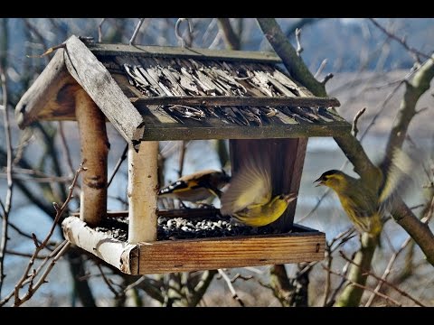 Jak zrobić karmnik dla ptaków?