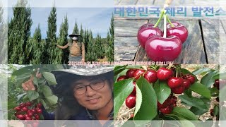 고창 덕화농원 탐방 ＃체리시설하우스 ＃블루엔젤 ＃블루에로우 ＃히보니카