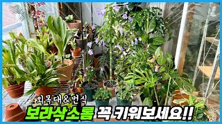 보라삭소롬 키우기의 모든것!! 번식, 분갈이, 외목대 수형잡기까지!!