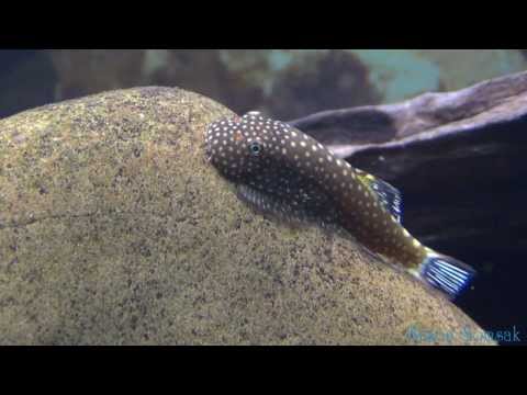 Watch Video on YouTube