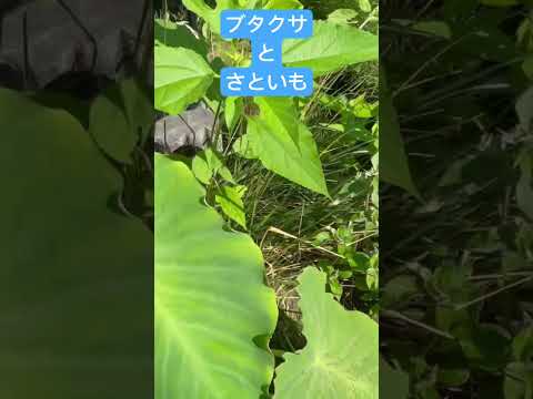 狭葉のブタクサ 植物