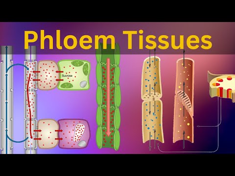 Phloem Tissues: Structure and function|| Vascular bundles|| Types of plant tissues ||Biology