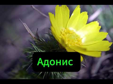 Адонис трава (1 кг) - фото 2 - id-p2727330759