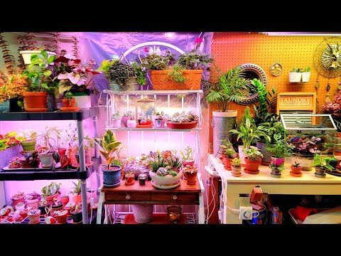 Indoor Plant Tour Part 2 - The Plant Workshop 💚🪴🌿// Suburban Oasis
