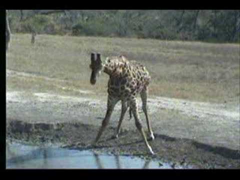 7.18.07 12.23pm giraffes at the waterhole part1