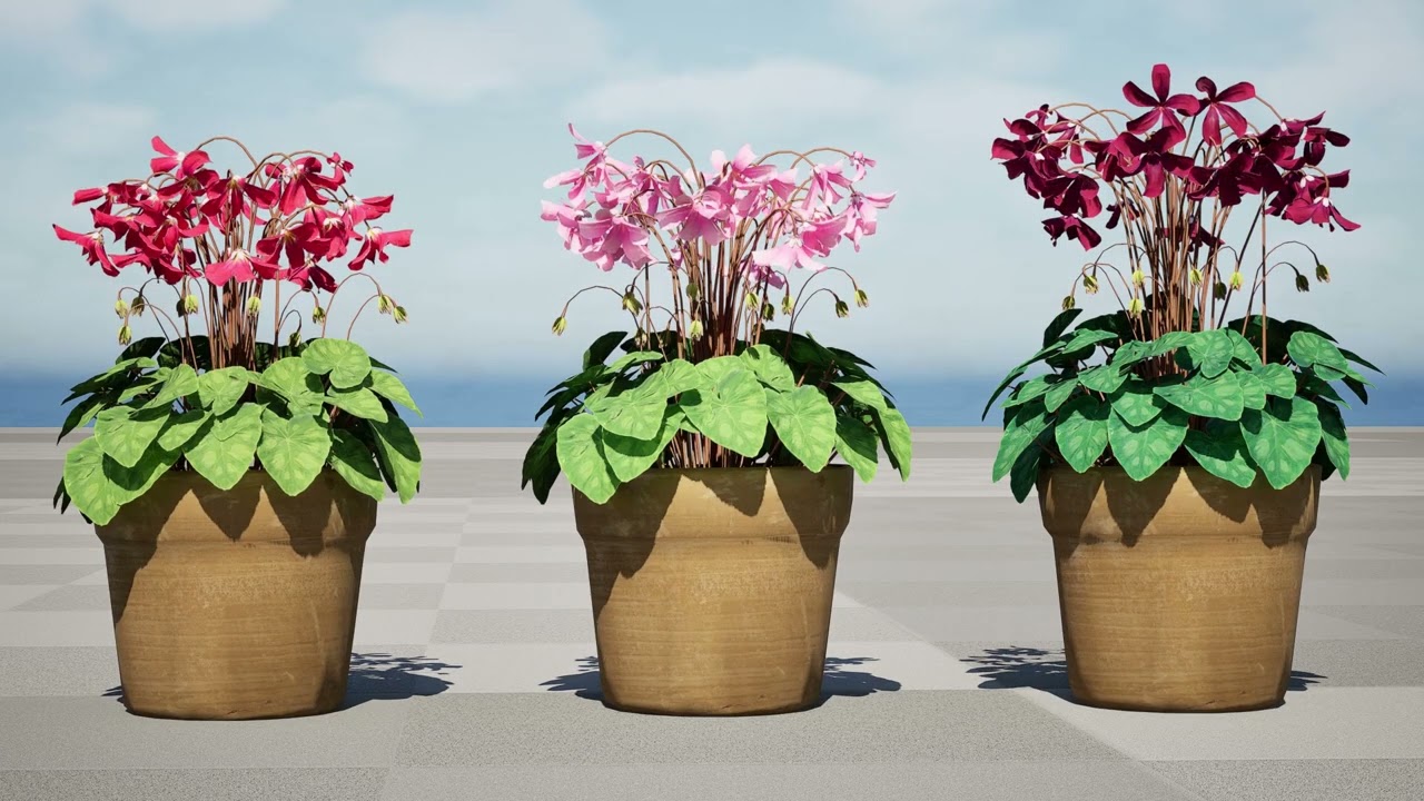 Цикламен персиковый 3D Модель