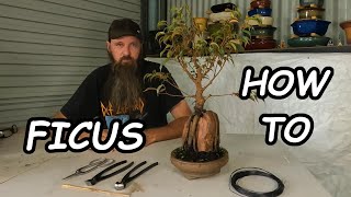 Download lagu How I make Root Over Rock Bonsai using ficus. mp3 Download lagu How I make Root Over Rock Bonsai using ficus. mp3