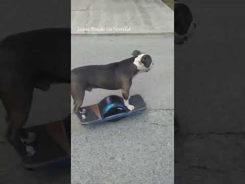 Pit bull cruises down street on electric skateboard