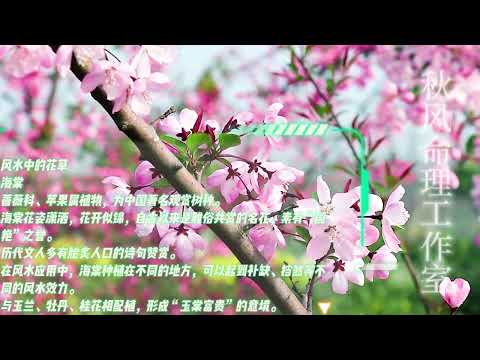 海棠風水