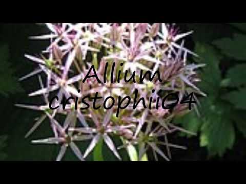 How to pronounce Allium cristophii04 in Dutch?