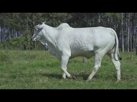 NELORE RIO VERDE - AIMORE FIV DA RIO VERDE LJSS - LJSS 15