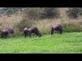 Wildebeest Feeding South Africa