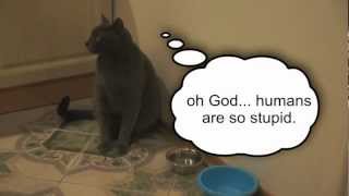 Cat points to bowl to be fed