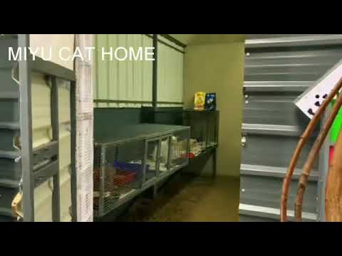 Perimangalam miyu cat home