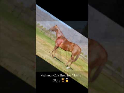 Malmoos Colt Bred for Classic Glory 🏆🥇Lot 142 – Isle Of The Winds x Malmoos colt 💪🐴