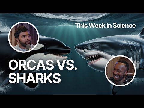 Orcas vs. Sharks: The Culture Wars of the Ocean (FFP Story | EP. 16)