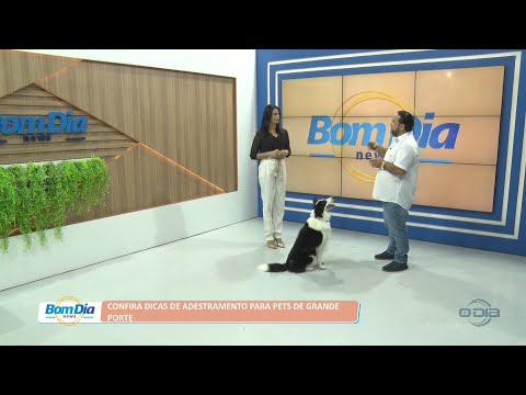 Confira dicas de adestramento para Pets de grande porte 18 07 2022